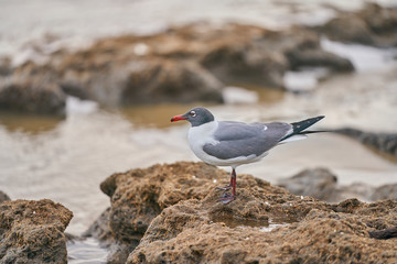 seagull at Botany Bay