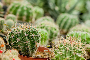 Collection of cactus plants in pots. Small ornamental plant. Selective focus, top-view shot. Cactus plant pattern. Natural background. Green texture background