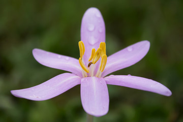 Fototapeta premium Autumn crocus (Colchicum autumnale), meadow saffron or naked ladies, toxic autumn-blooming flowering plant, family Colchicaceae, deadly poisonous plant