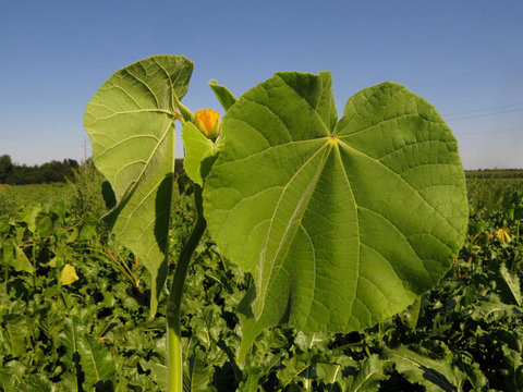 Abutilon theophrasti, velvetleaf, velvet plant, velvetweed, Chinese jute, China jute, crown weed, buttonweed, lantern mallow, butterprint, pie-marker or Indian mallow, family Malvaceae