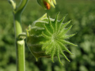 Abutilon theophrasti, velvetleaf, velvet plant, velvetweed, Chinese jute, China jute, crown weed, buttonweed, lantern mallow, butterprint, pie-marker or Indian mallow, family Malvaceae