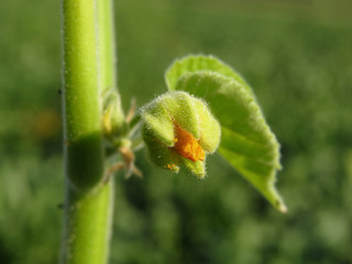 Abutilon theophrasti, velvetleaf, velvet plant, velvetweed, Chinese jute, China jute, crown weed, buttonweed, lantern mallow, butterprint, pie-marker or Indian mallow, family Malvaceae