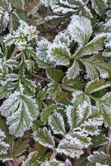 Green leaves in frost on cold ground. Winter forest. Winter nature. Frozen plants closeup.