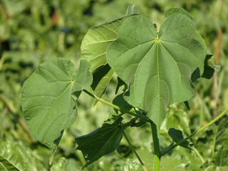 Abutilon theophrasti, velvetleaf, velvet plant, velvetweed, Chinese jute, China jute, crown weed, buttonweed, lantern mallow, butterprint, pie-marker or Indian mallow, family Malvaceae