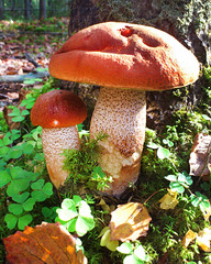 Mushrooms in the autumn forest