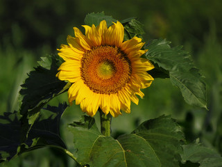 Common sunflower (Helianthus annuus) growing in the fields, Asteraceae family sunflower  