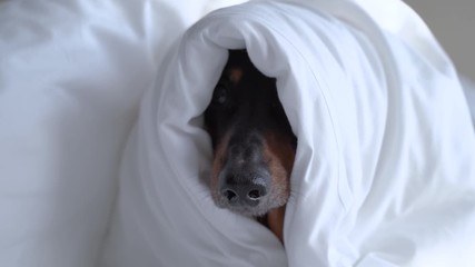 The cute face of funny black and tan dachshund dog is looking out of a white blanket, and barking. He is wrapped up like a baby to keep warm from the cold in winter. Rehabilitation rest after illness