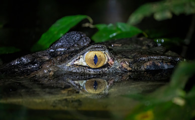 Black Caiman half submerged looking at you