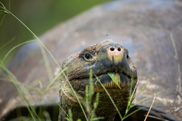 Obraz premium Galapagos Giant Tortoise eating grass headshot