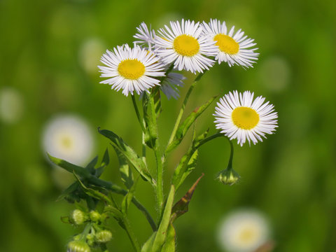 Annual fleabane (Erigeron annuus), daisy fleabane or eastern daisy fleabane, North American plant species in the daisy family spreading in Europe, very invasive and agressive plant species
