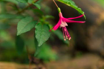 Magenta flower with a green background 