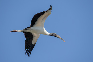 Wood Stork Flying