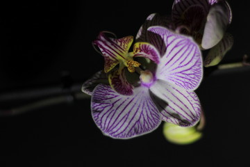 Plakat branch of a beautiful orchid on a black background