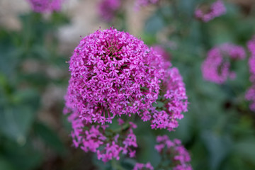 colourful natur - popping colours