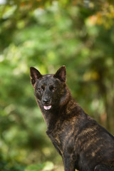甲斐犬