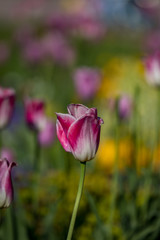 colourful natur - popping colours