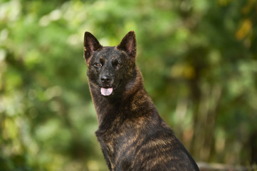 甲斐犬
