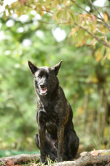 甲斐犬
