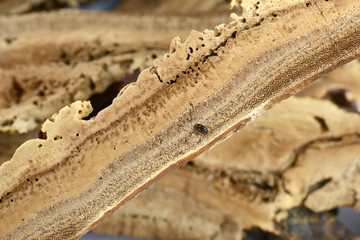 Dried lingzhi mushroom ganoderma with perforated moth