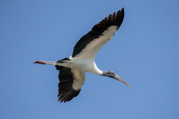 Wood Stork Flying
