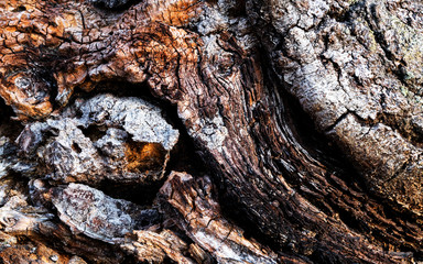 Old bark tree. Nature background image. Close-up.