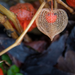 Physalis in fall