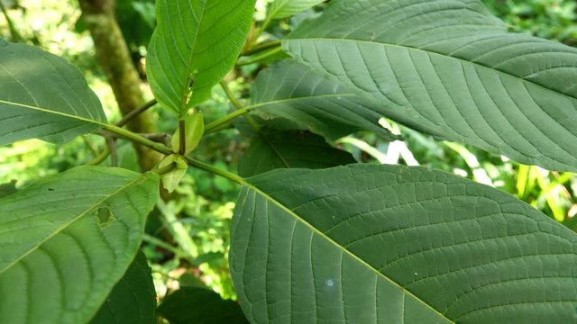 Mitragyna speciosa leaf (kratom), plant in thailand, Kratom is Thai herbal which encourage health