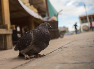 Chihuahua, Chihuahua, Mexico, downtown, market place, art, handcraft , urban day life