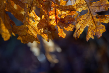 Yellow oak leaves sunlit in winter, shallow depth of field