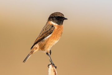 Stonechat Perched