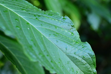  nature background of green leaves and textures