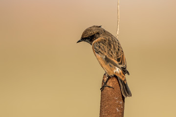 Stonechat Perched on Reed
