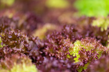 Fresh organic green oak lettuce vegetable plant farm