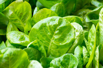 Fresh organic green oak lettuce vegetable plant farm