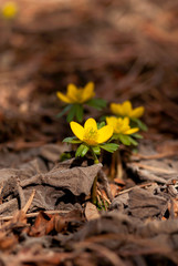Yellow Winter Aconite Flower