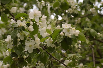 blooming apple tree in spring