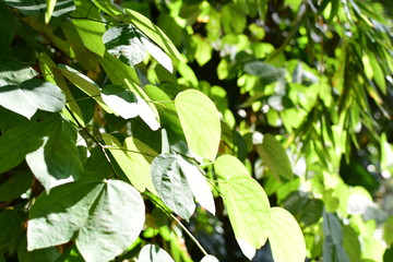  nature background of green leaves and textures