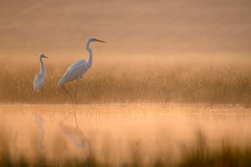 Great Egret in misty Morning