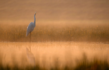 Great Egret in misty Morning