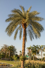 Silver date palm tree in a garden.Common names including the Indian date,Sugar date palm,wild date palm.(Phoenix sylvestris)