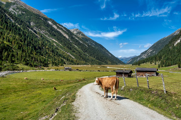 Fototapeta na wymiar Cow standing on dust road in front of beautiful alpine grass landscape
