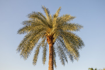 Fototapeta na wymiar Phoenix sylvestris or Silver date palm tree in a garden.Common names including the Indian date,Sugar date palm,wild date palm.