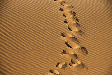 ślady wielbłąda na piasku na pustyni namib w namibii - obrazy, fototapety, plakaty