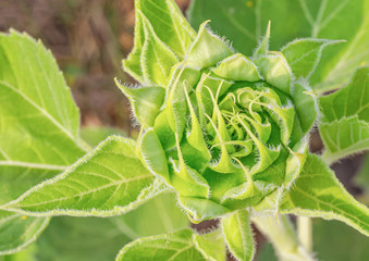 Sunflower in a dry weather day