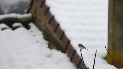 Pajarita de las nieves