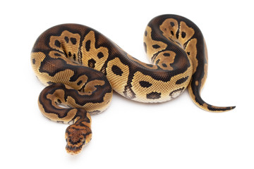 Naklejka premium Ball Python Snake macro closeup isolated white background