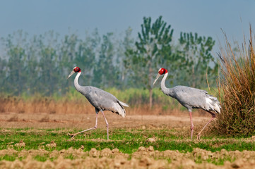 Fototapeta premium A couple of sarus crane waliking in the field