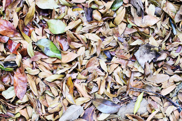  nature background of green leaves and textures