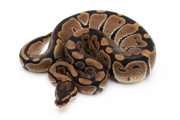 Ball Python Snake macro closeup isolated white background