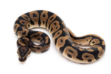 Ball Python Snake macro closeup isolated white background